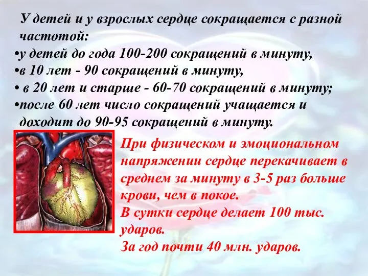 У детей и у взрослых сердце сокращается с разной частотой: у детей