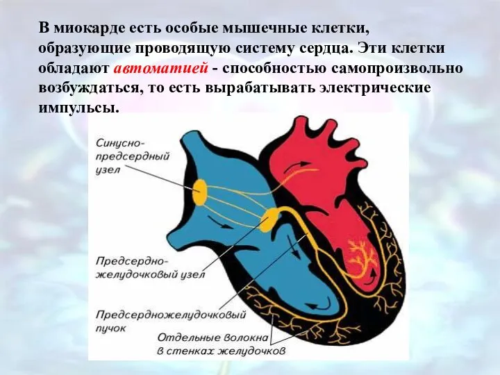 В миокарде есть особые мышечные клетки, образующие проводящую систему сердца. Эти клетки