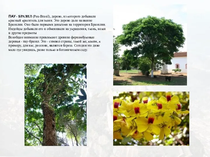 ПАУ - БРАЗИЛ (Pau-Brasil), дерево, из которого добывали красный краситель для ткани.