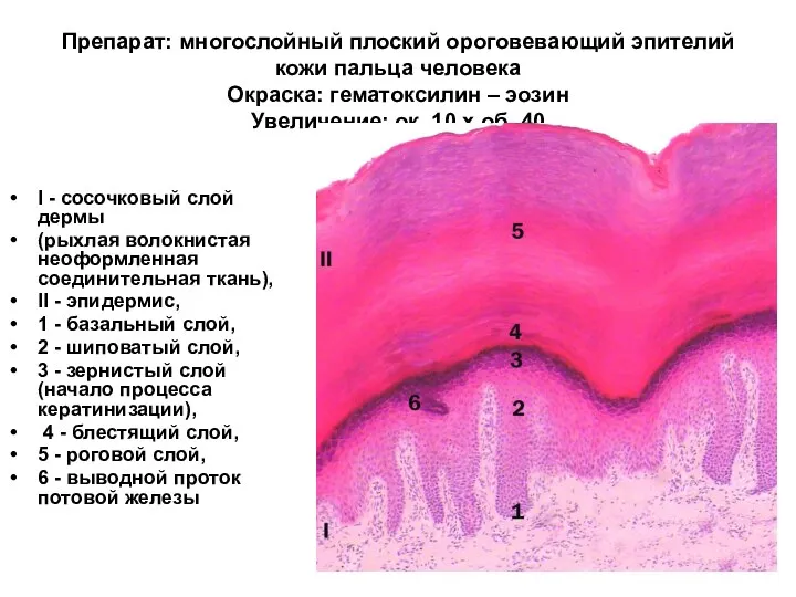 Препарат: многослойный плоский ороговевающий эпителий кожи пальца человека Окраска: гематоксилин – эозин