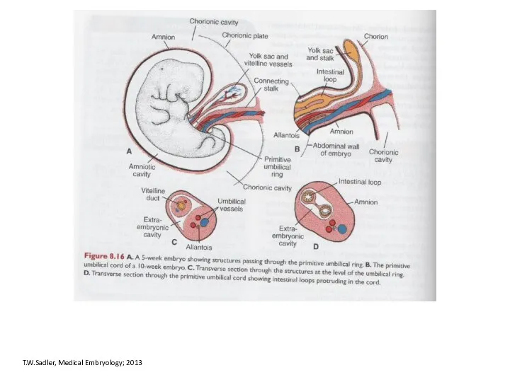 T.W.Sadler, Medical Embryology; 2013