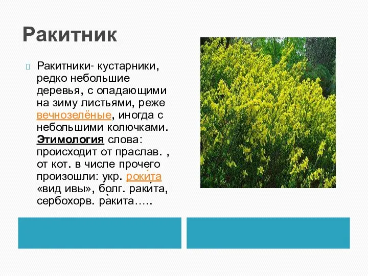 Ракитник Ракитники- кустарники, редко небольшие деревья, с опадающими на зиму листьями, реже