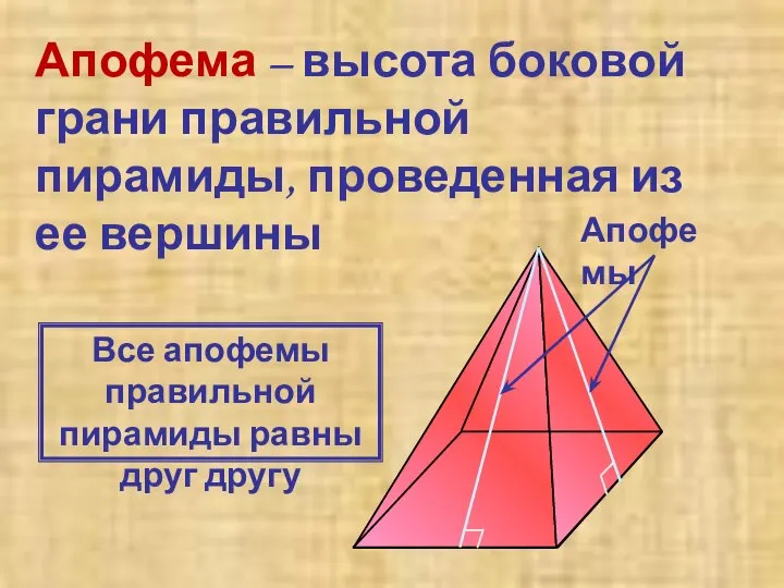 Апофема – высота боковой грани правильной пирамиды, проведенная из ее вершины Апофемы