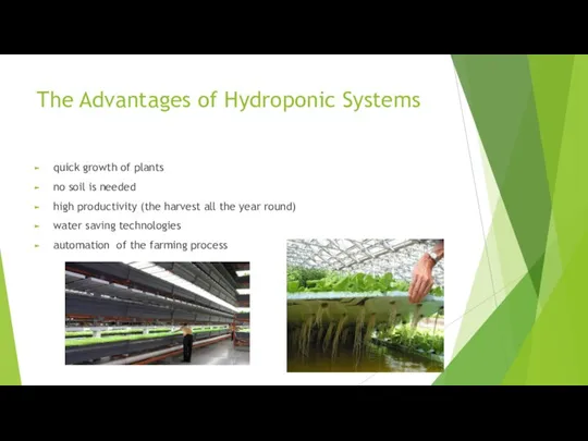 The Advantages of Hydroponic Systems quick growth of plants no soil is