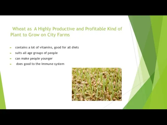 Wheat as A Highly Productive and Profitable Kind of Plant to Grow