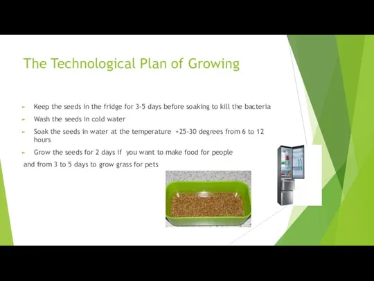 The Technological Plan of Growing Keep the seeds in the fridge for