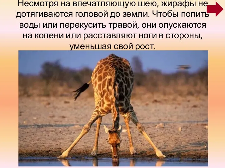 Несмотря на впечатляющую шею, жирафы не дотягиваются головой до земли. Чтобы попить