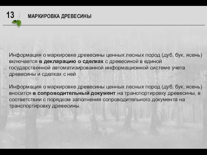 Информация о маркировке древесины ценных лесных пород (дуб, бук, ясень) включается в