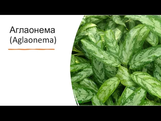 Аглаонема (Aglaonema)