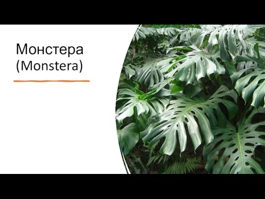 Монстера (Monstera)