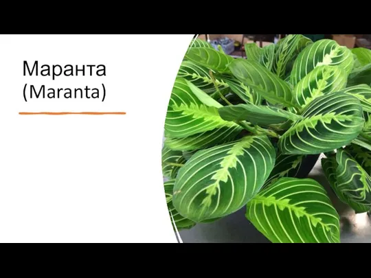 Маранта (Maranta)