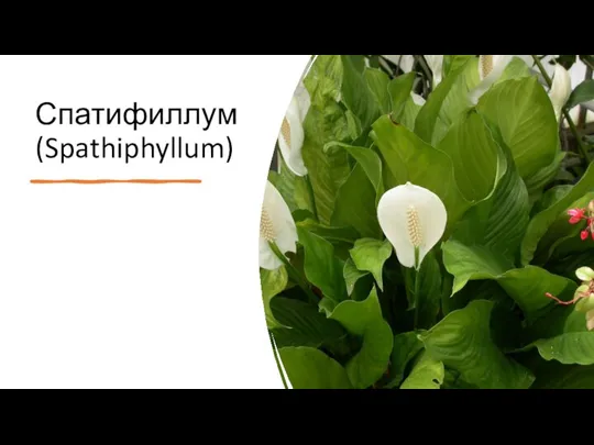 Спатифиллум (Spathiphyllum)