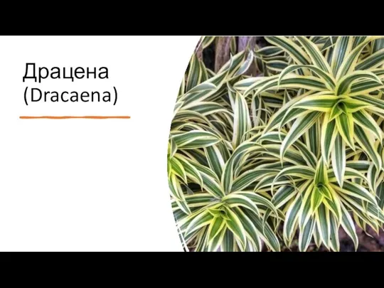 Драцена (Dracaena)