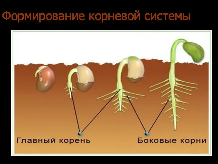 Формирование корневой системы