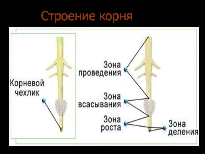 Строение корня