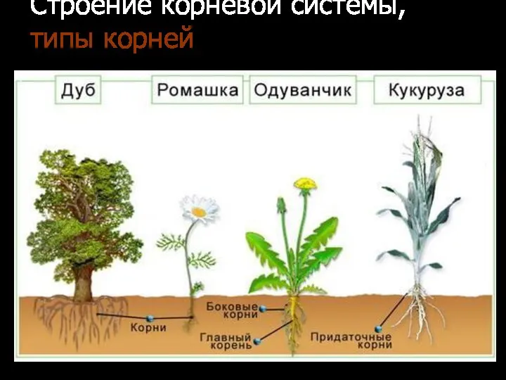 Строение корневой системы, типы корней