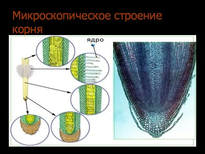 Микроскопическое строение корня