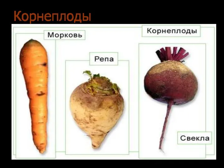 Корнеплоды