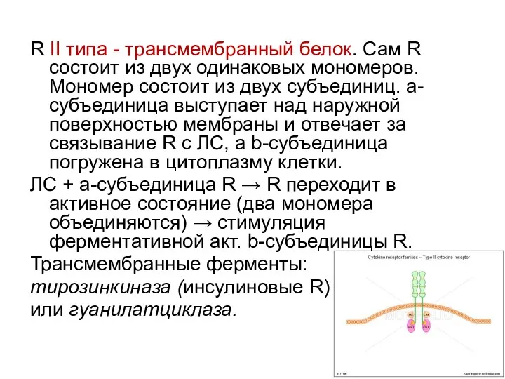 R II типа - трансмембранный белок. Сам R состоит из двух одинаковых