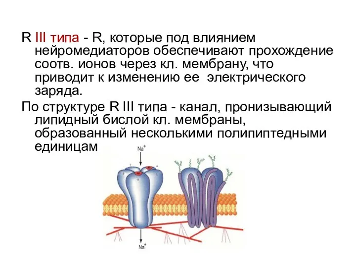 R III типа - R, которые под влиянием нейромедиаторов обеспечивают прохождение соотв.
