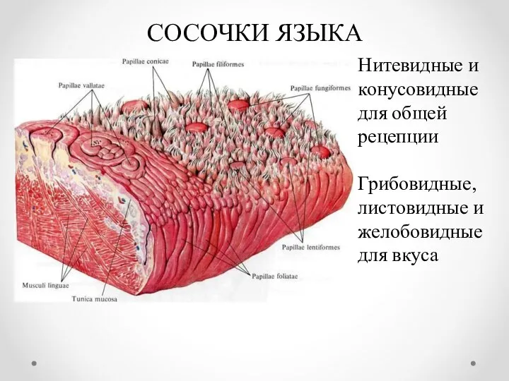 СОСОЧКИ ЯЗЫКА Нитевидные и конусовидные для общей рецепции Грибовидные, листовидные и желобовидные для вкуса