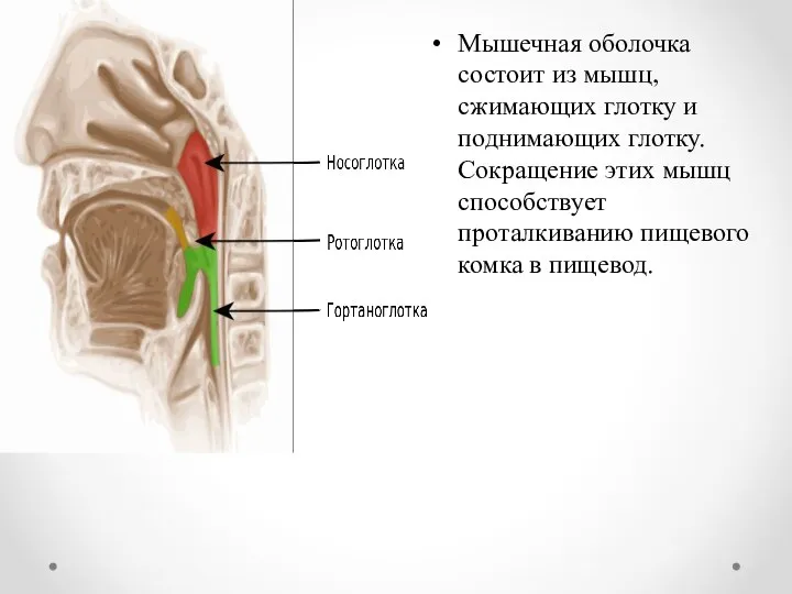 Мышечная оболочка состоит из мышц, сжимающих глотку и поднимающих глотку. Сокращение этих