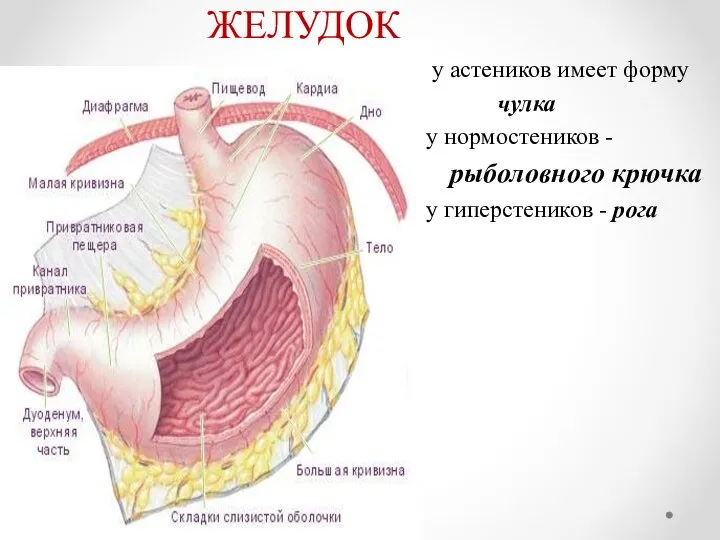 ЖЕЛУДОК у астеников имеет форму чулка у нормостеников - рыболовного крючка у гиперстеников - рога