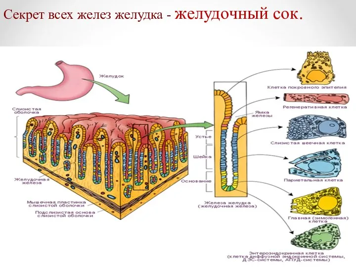 Секрет всех желез желудка - желудочный сок.