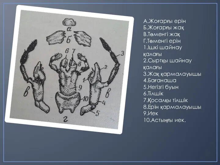 А.Жоғарғы ерін Б.Жоғарғы жақ В.Төменгі жақ Г.Төменгі ерін 1.Ішкі шайнау қалағы 2.Сыртқы