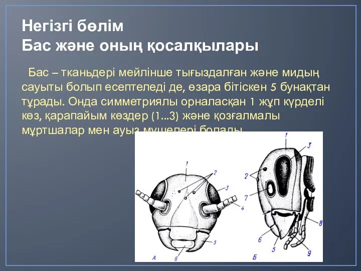 Негізгі бөлім Бас және оның қосалқылары Бас – тканьдері мейлінше тығыздалған және