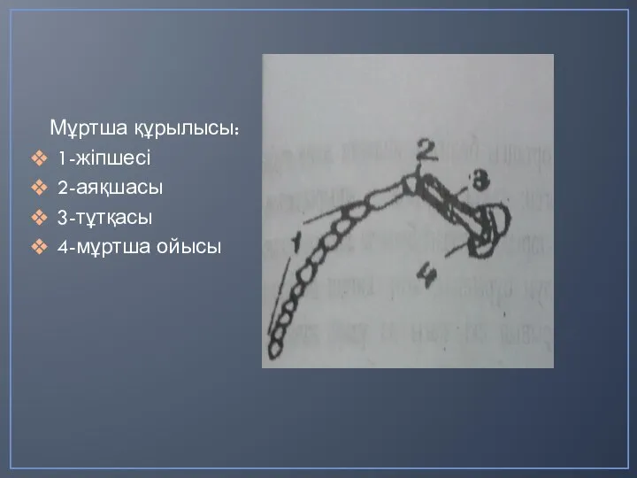 Мұртша құрылысы: 1-жіпшесі 2-аяқшасы 3-тұтқасы 4-мұртша ойысы