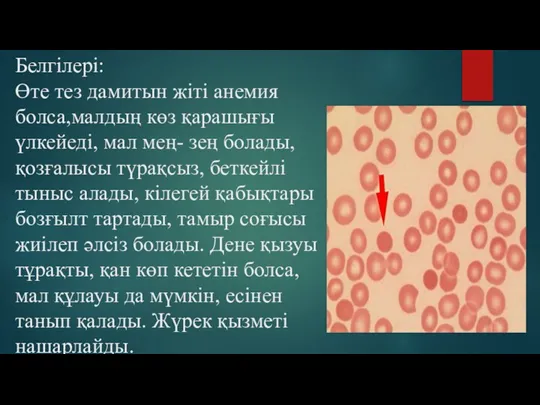 Белгілері: Өте тез дамитын жіті анемия болса,малдың көз қарашығы үлкейеді, мал мең-