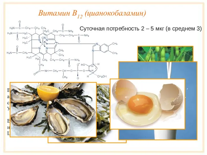 Витамин B12 (цианокобаламин) Витамин B12 - единственный водорастворимый витамин, способный аккумулироваться в
