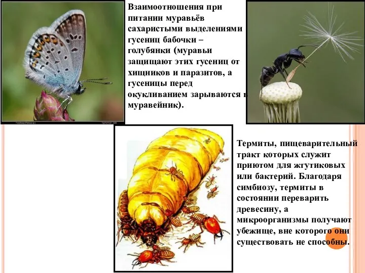 Взаимоотношения при питании муравьёв сахаристыми выделениями гусениц бабочки – голубянки (муравьи защищают
