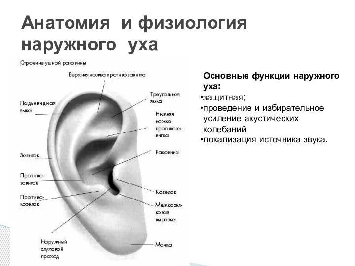 Анатомия и физиология наружного уха Основные функции наружного уха: защитная; проведение и