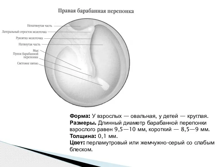 Форма: У взрослых — овальная, у детей — круглая. Размеры. Длинный диаметр