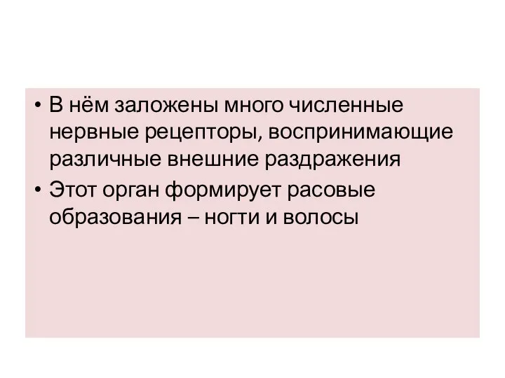 В нём заложены много численные нервные рецепторы, воспринимающие различные внешние раздражения Этот