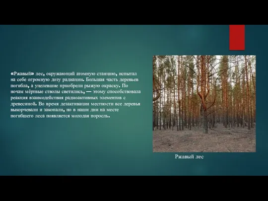 Ржавый лес «Ржавый» лес, окружающий атомную станцию, испытал на себе огромную дозу