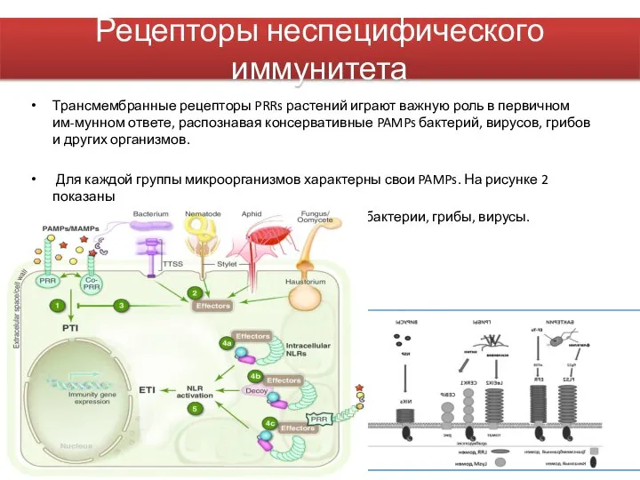 Рецепторы неспецифического иммунитета Трансмембранные рецепторы PRRs растений играют важную роль в первичном