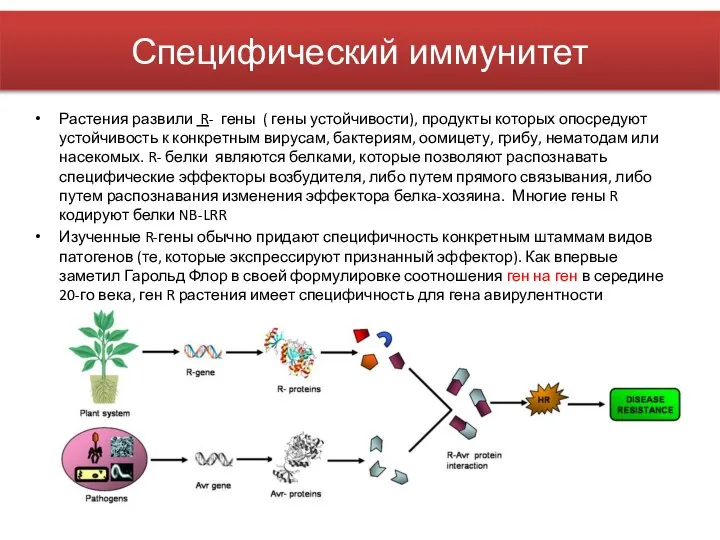 Специфический иммунитет Растения развили R- гены ( гены устойчивости), продукты которых опосредуют