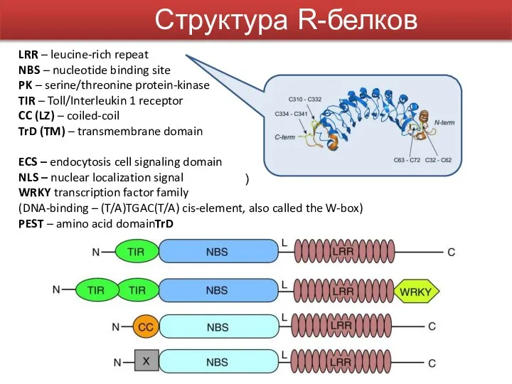 LRR – leucine-rich repeat NBS – nucleotide binding site PK – serine/threonine