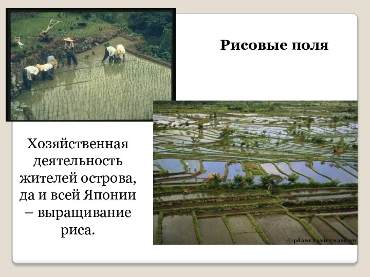 Хозяйственная деятельность жителей острова, да и всей Японии – выращивание риса. Рисовые поля