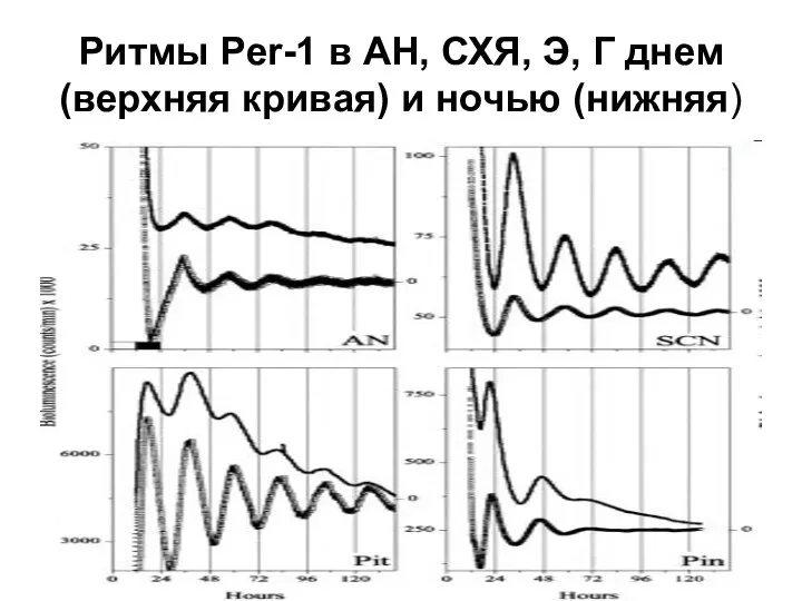 Ритмы Per-1 в АН, СХЯ, Э, Г днем (верхняя кривая) и ночью (нижняя)