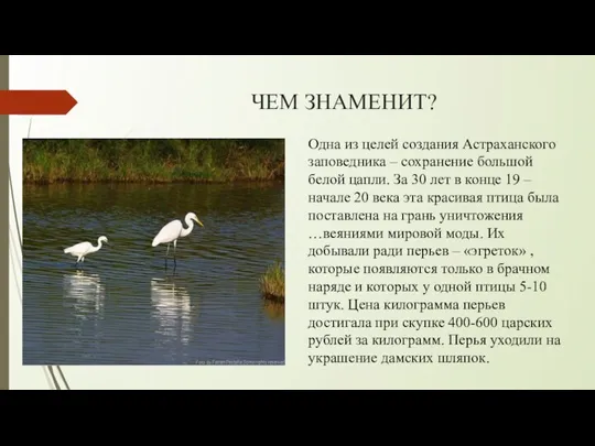 ЧЕМ ЗНАМЕНИТ? Одна из целей создания Астраханского заповедника – сохранение большой белой