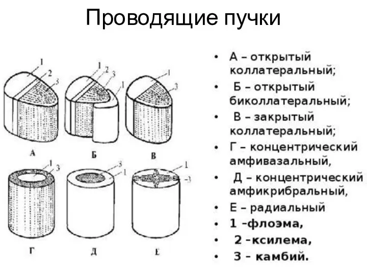 Проводящие пучки