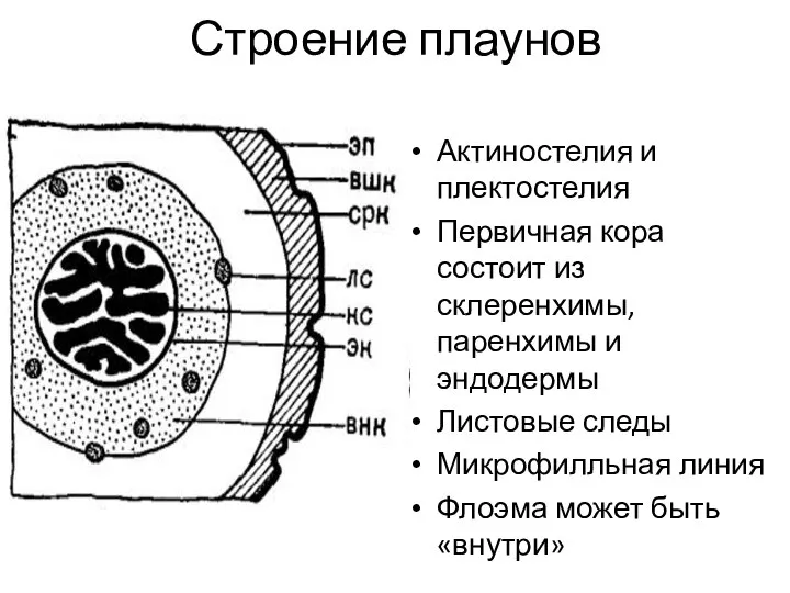 Строение плаунов Актиностелия и плектостелия Первичная кора состоит из склеренхимы, паренхимы и