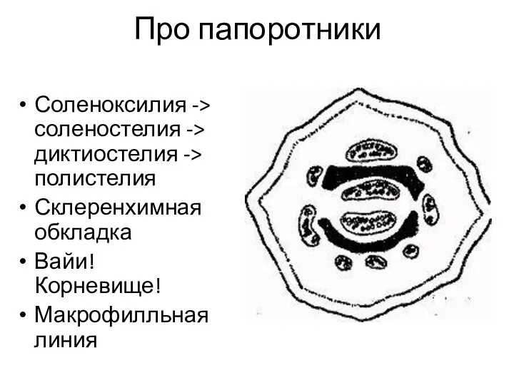 Про папоротники Соленоксилия -> соленостелия -> диктиостелия -> полистелия Склеренхимная обкладка Вайи! Корневище! Макрофилльная линия