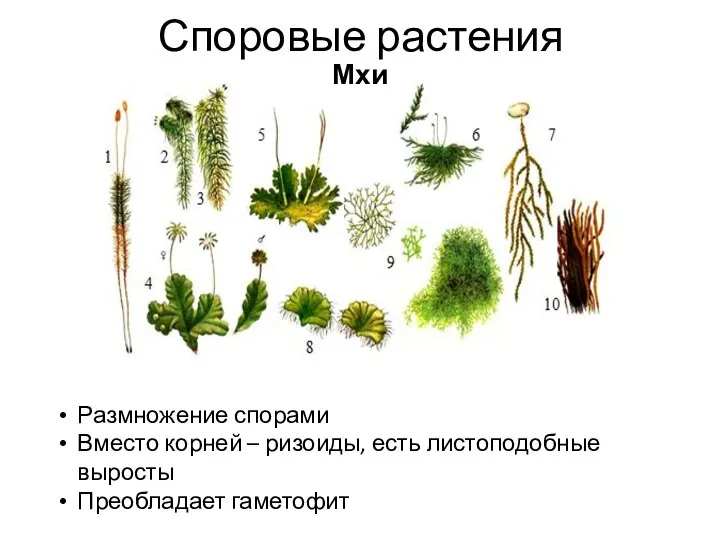 Споровые растения Мхи Размножение спорами Вместо корней – ризоиды, есть листоподобные выросты Преобладает гаметофит