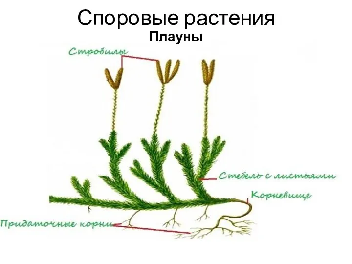 Споровые растения Плауны