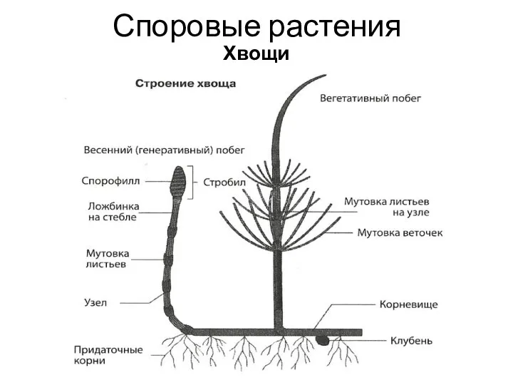 Споровые растения Хвощи